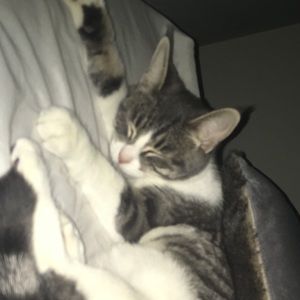 Meet your Posher, Luz